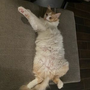 Meet your Posher, Preston